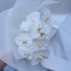 Phalaenopsis Orchid