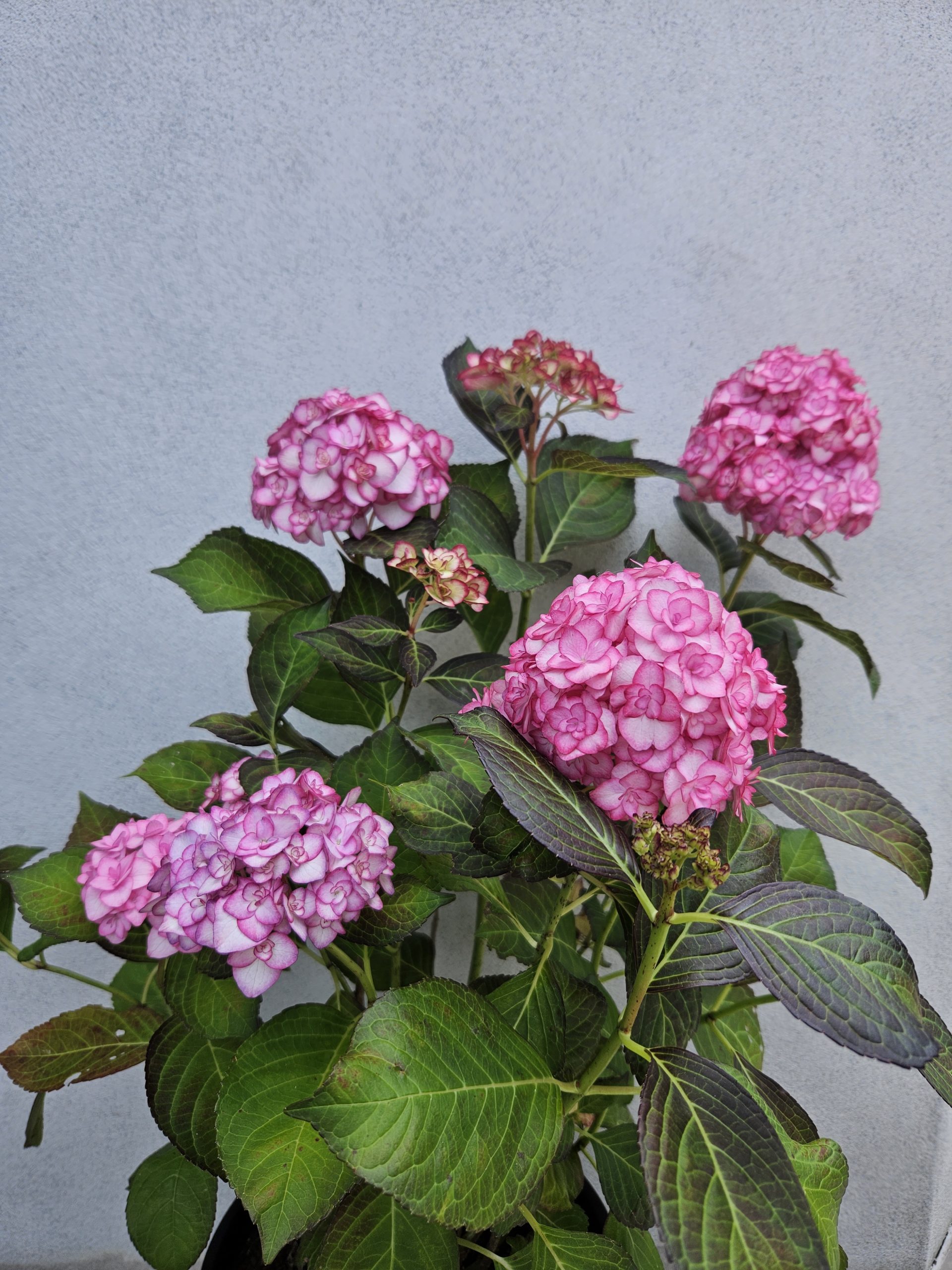 Hydrangea Plant