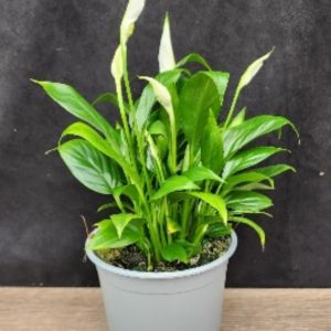 Peace Lily Plant