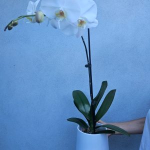 Phalaenopsis Orchid Plant