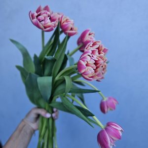Tulips!!!