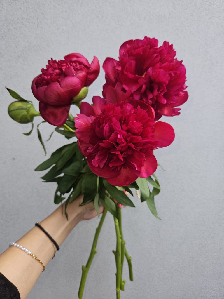 Peonies
